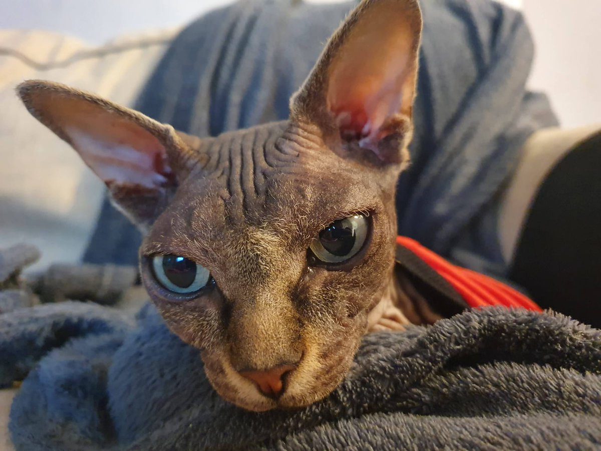 ShnizelInBag's tweet image. יודה לפני 5 שנים