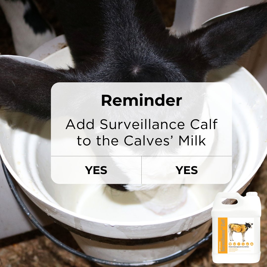 MicroBasics's tweet image. Don’t forget the daily difference-maker — Mix Surveillance Calf into each milk feeding and keep calves thriving from day one! bit.ly/3rlGrZP