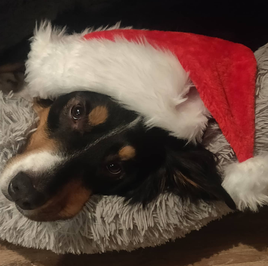 Klaus🐔 tweet media