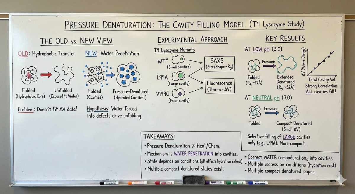 TensorTwerker's tweet image. For visual learners like me, this is probably the best feature of Nano Banana Pro

I was reading a paper on Structural and thermodynamics stability of T4 Lysozyme mutants