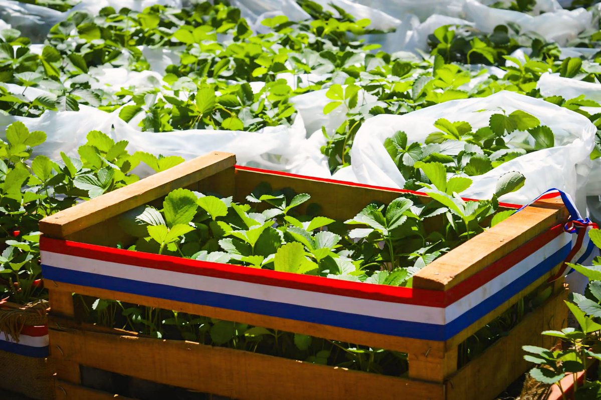 mambiente_py's tweet image. MADES e IPTA trabajan de manera institucional para fortalecer la producción frutihortícola en Areguá n9.cl/1bogb @IPTA_Paraguay @RdnPY @rnpy920am @ParaguayTVHD @1000_am @PresidenciaPy @ViceParaguay