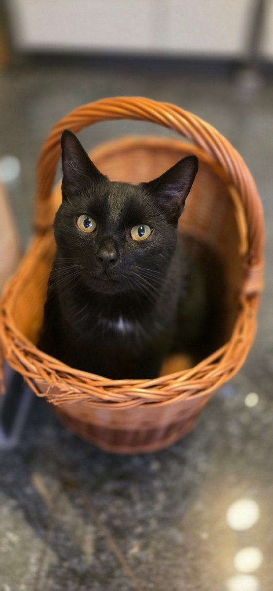 Unserer Einkaufskorb ist von unseren 4 Katzen sehr geliebt. 
"Der Black und der Korb"
Schönen Abend ❣️🥰