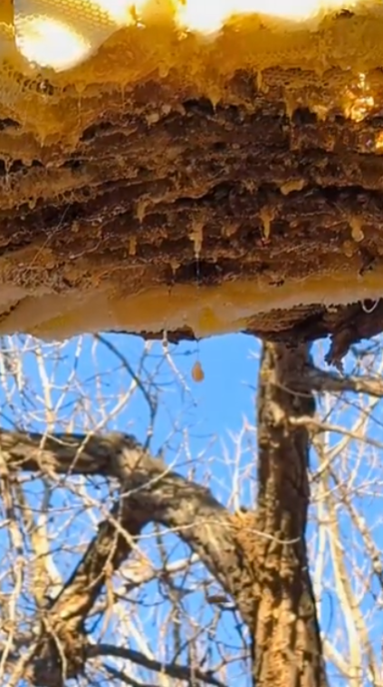 Prairie Rose SD8 tweet media