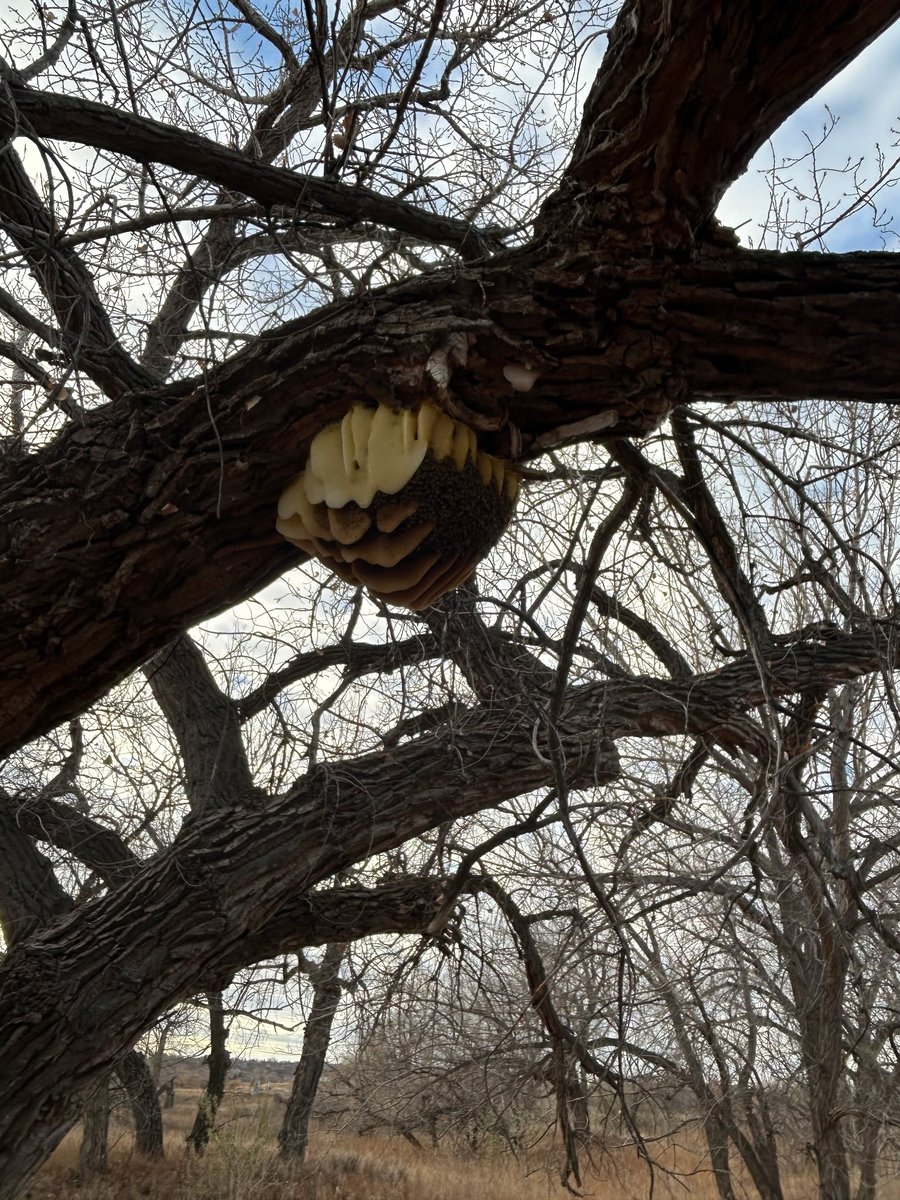 Prairie Rose SD8 tweet media