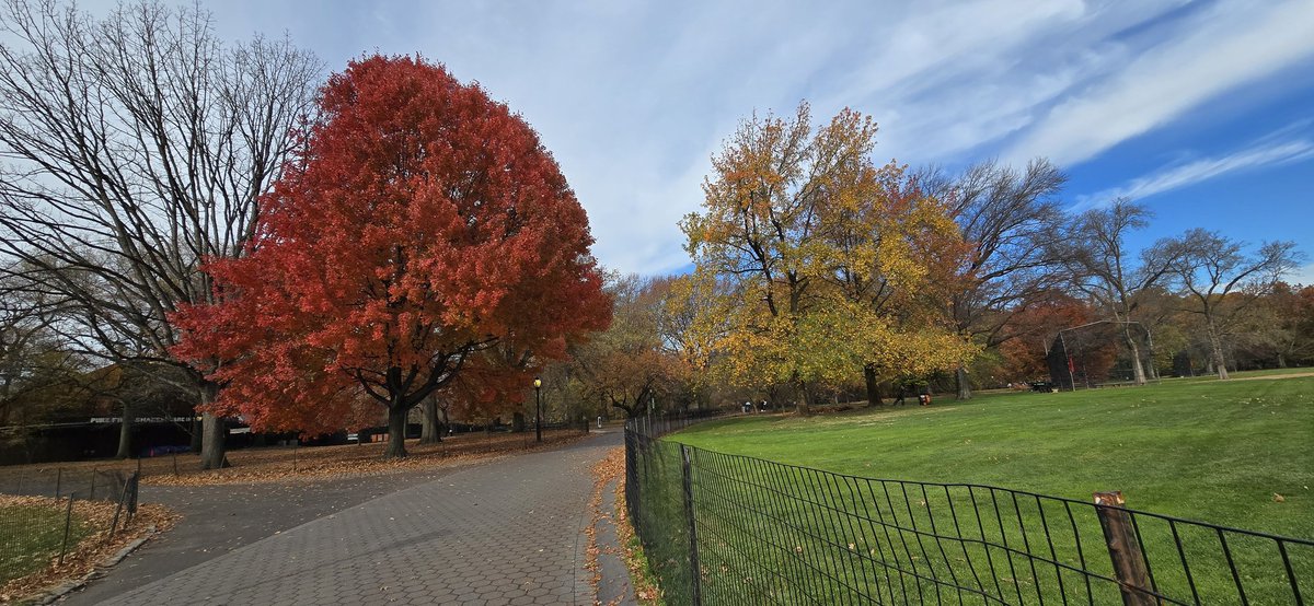 RoseleneDolce's tweet image. Autumn season 🍂 

#mapletree 🍁 #foliage #photography #Autumn #CentralParkNYC #Fall #fallfoliage #FallForNYC 
#CentralPark #trees