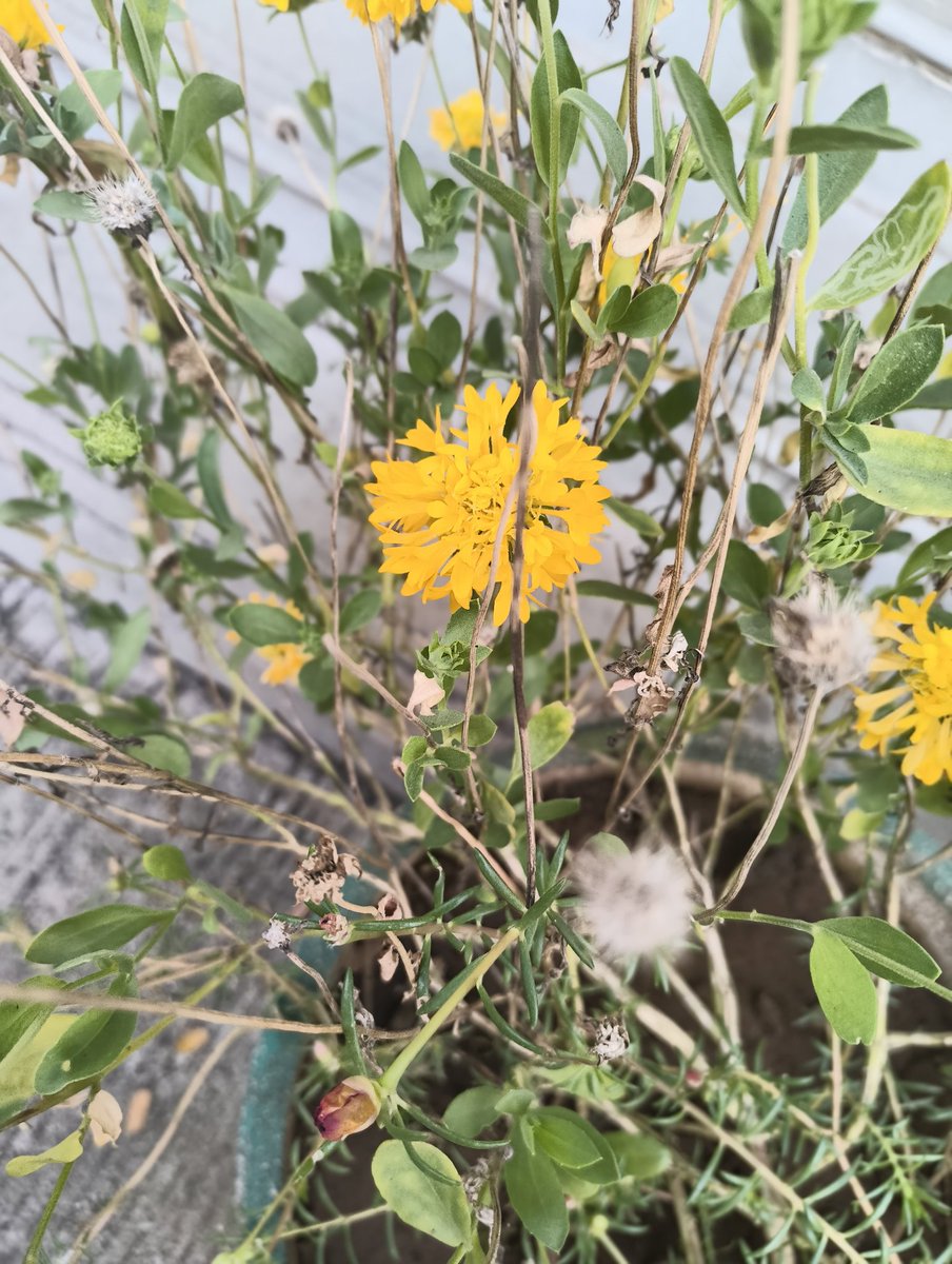 "Flowers don’t tell, they show.”🌺🌼🪷