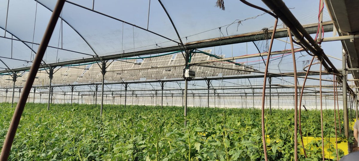 📢In a major step toward sustainable agriculture, the first commercial pilot using the REGACE system has been launched in Zemer, a community in northern Israel. ☀️🌱👉regaceproject.com/regace-launche… #EU #Israel #REGACE #Agrivoltaic #Greenhouse