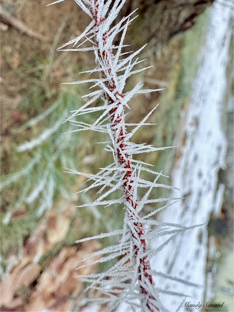 We got Hoar frost today! ❄️