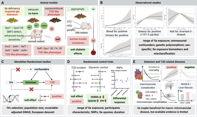 jnutritionorg's tweet image. #JNutr review points to &quot;growing evidence that high #Selenium status improves prognosis &amp;amp; reduces the risk of complications in individuals with #Type2Diabetes, such as diabetic #CardiovascularDisease, #Nephropathy, #Retinopathy, and #FootUlcers.&quot; #Diabetes ow.ly/wHeB50XuNTE