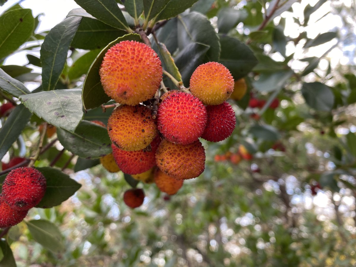 Ege veya Akdeniz’in o mis kokulu makiliklerinde yürürken, gövdesi sanki özel olarak cilalanmış gibi pürüzsüz, kızıl-turuncu renkte parlayan bir ağaç hiç dikkatinizi çekti mi? 

İşte o, bilimsel adıyla Arbutus andrachne L., bizim bildiğimiz en yaygın isimleriyle Sandal ağacı ya da