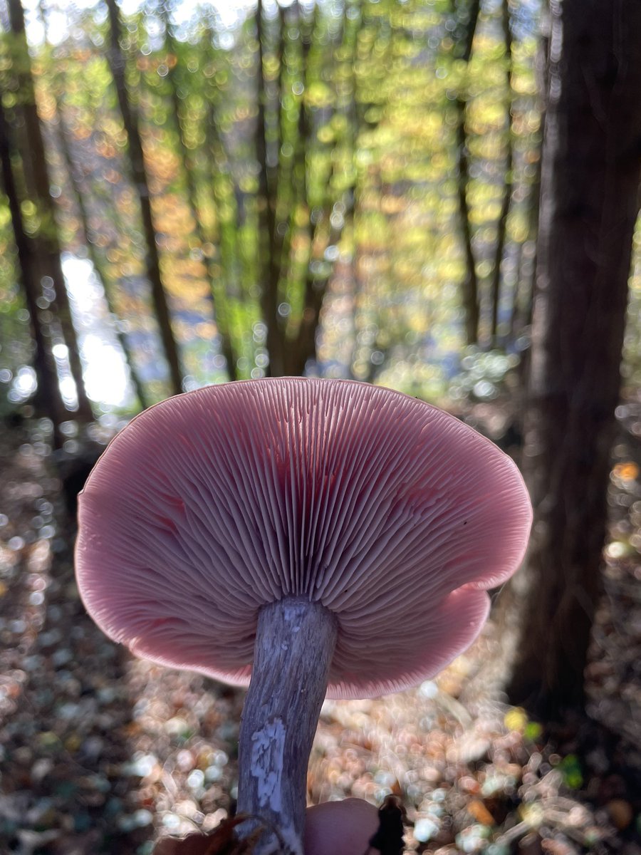 DCKC87's tweet photo. Not quite #FungiFriday but too excited to share this beauty #Mushrooom #MushroomLove #Blewit #woods #forest https://t.co/YN6xVDqyFX