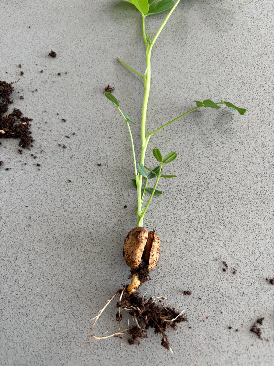 ChristianSelig's tweet image. I was trying to figure out what kind of plant was growing next to my ginkgo and I finally dug it up. My neighbor feeds blue jays peanuts, and one must have dropped a peanut into my plant bed. Nature is wild