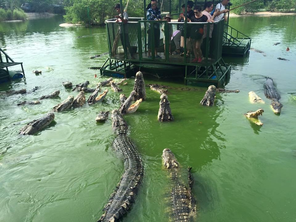kim_2k04's tweet image. A group of tourists was visiting a crocodile farm and they were in a floating structure in the middle of a crocodile lake.

The owner of the farm shouted:  &quot;Whoever jumps into the water and swims to shore, will receive $10 million &quot;

The silence was deafening.

Suddenly, a man…