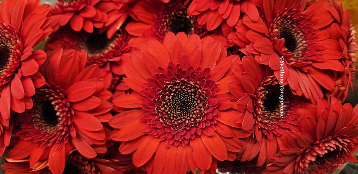 LanaToro21's tweet image. #Photobyme📷 #MyThoughts

Remember:
We are here to love. Those who don&apos;t love others, don&apos;t love themselves. Forgive them in your mind.

An open and forgiving heart has the power to heal ❤️