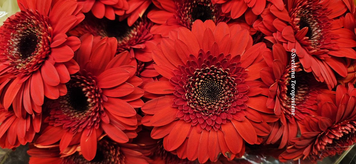 LanaToro21's tweet image. #Photobyme📷 #MyThoughts

Remember:
We are here to love. Those who don&apos;t love others, don&apos;t love themselves. Forgive them in your mind.

An open and forgiving heart has the power to heal ❤️