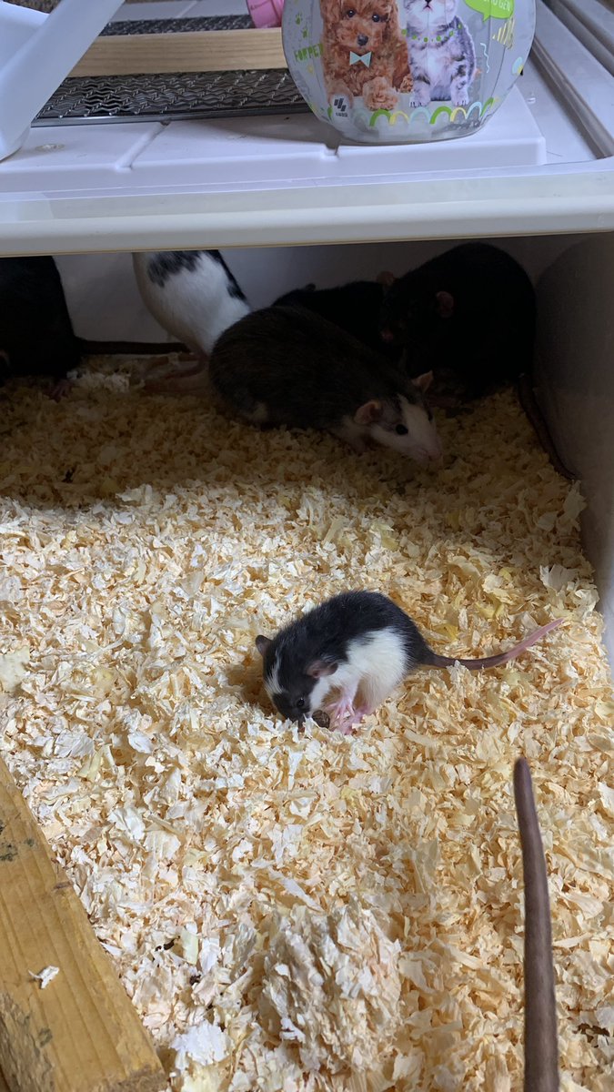 ここのコロニー3匹のお母さんが同時に妊娠中　何匹産まれるか楽しみ　
蛇ちゃんのご飯になってしまうけどw