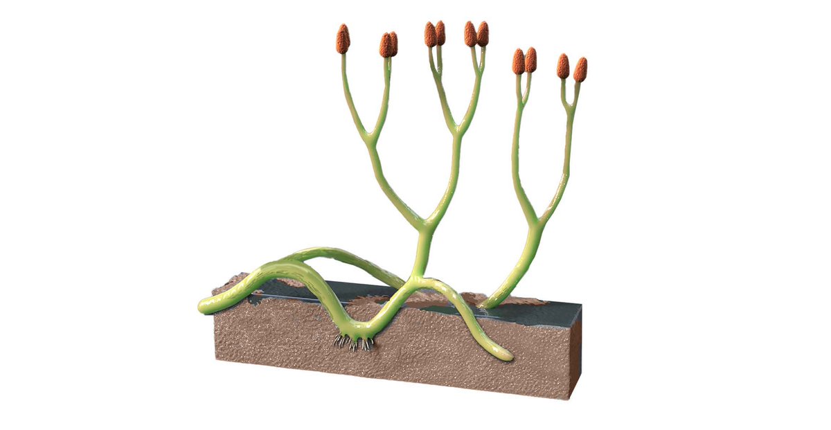 NewPhyt's tweet image. A fossil fungus discovered in Scotland shows evidence of plants and fungi sharing nutrients to survive.

The fossil, more than 400 million years old, offers hints about the origin of one of the greatest partnerships in the history of life on Earth.

nhm.ac.uk/discover/news/…