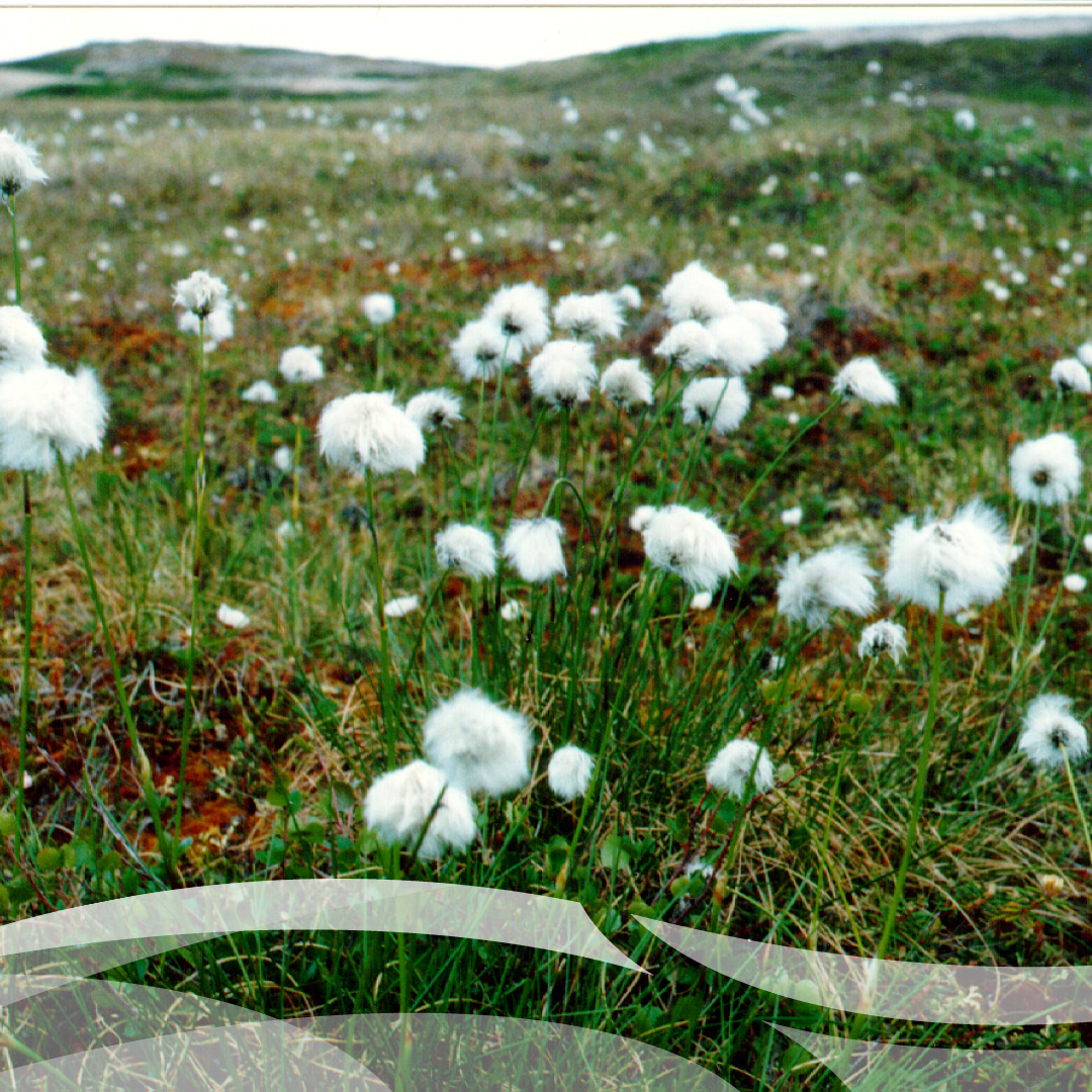 The GNWT operates five state-of-the-art continuous ambient air quality monitoring stations in Fort Smith, Fort Simpson, Inuvik, Norman Wells and Yellowknife. 

For more information on air quality in the NWT, check out: gov.nt.ca/ecc/en/service…