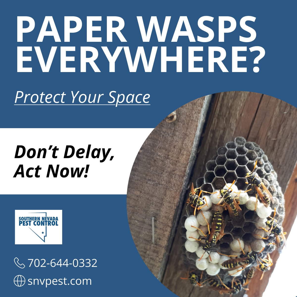 SNVPest's tweet image. ⚠️ Paper Wasps Swarming Your Space? 🐝

These dangerous pests need to be removed fast! 🚫 We’ll eliminate them and protect your home!

Call now before they attack! ⏳
📞 702-644-0332
🌐 snvpest.com

#PaperWaspExtermination #PestControlExperts