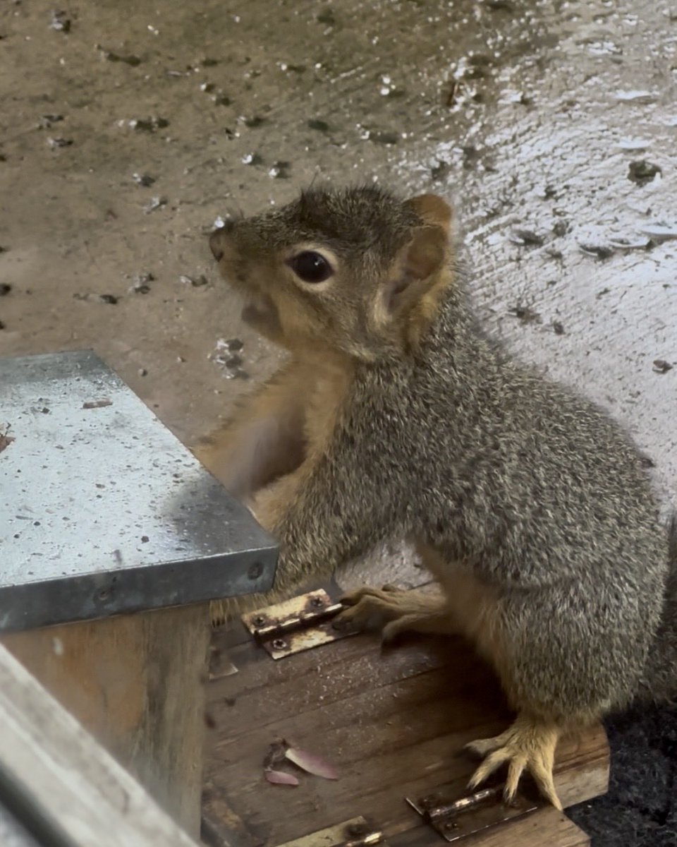 Squirrel Buzz tweet media