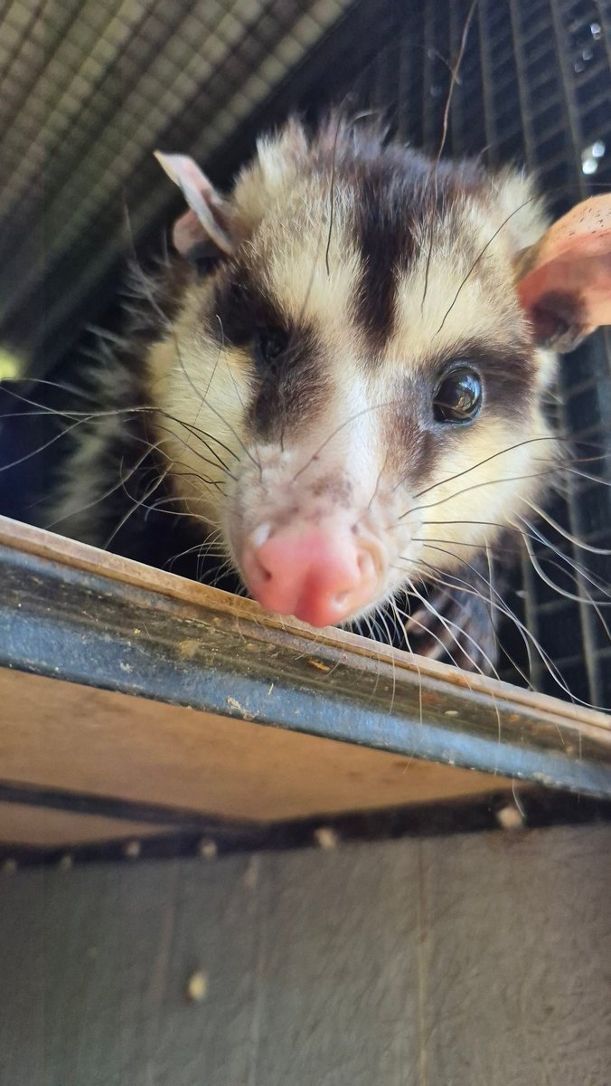 aaguvolpato's tweet image. Limpiando el recinto de los infantes bajo el estricto control de Lexie