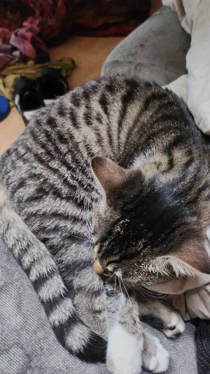 undeadarling's tweet image. URGENT RT svp!!‼️‼️
J&apos;ai un ami qui cherche une nouvelle famille pour sa chatte avant samedi car il doit déménager et malheureusement il peut pas la prendre avec lui..
secteur sur LYON!
C&apos;est une petite chatte tigrée de 9 mois, très câline et joueuse!