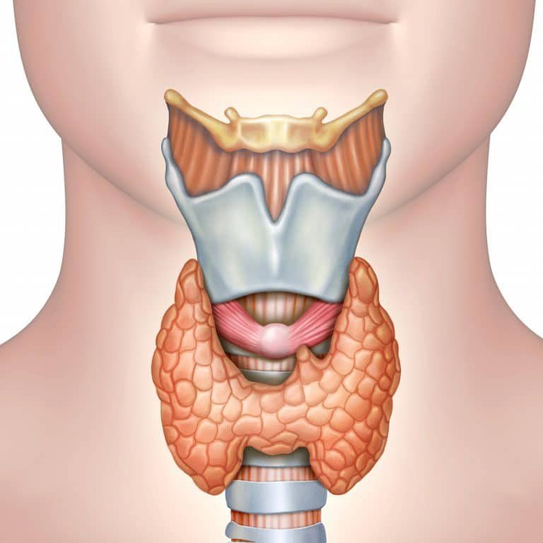 Si tienes problemas de TIROIDES, puedes curarlos NATURALMENTE.

Si encuentras la CAUSA raíz, hay CURA. 

Aquí te comparto las MEJORES formas de SANAR tu tiroides: 🧵
