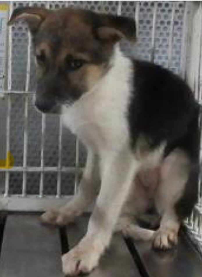 NoCulling's tweet image. 🟦香川県中讃保健所収容情報🟦
管理番号2530440
6〜12か月の女の子が捕獲されました
小さな身体で恐怖を必死にこらえています😢
3，4日前に同じ場所で捕獲された姉妹とそっくりな悲しい瞳💧
どれだけ怖かったかと思うと胸が痛みます😢
どうか優しいご家族と繋がりますように…🙏

掲載期限 11月25日