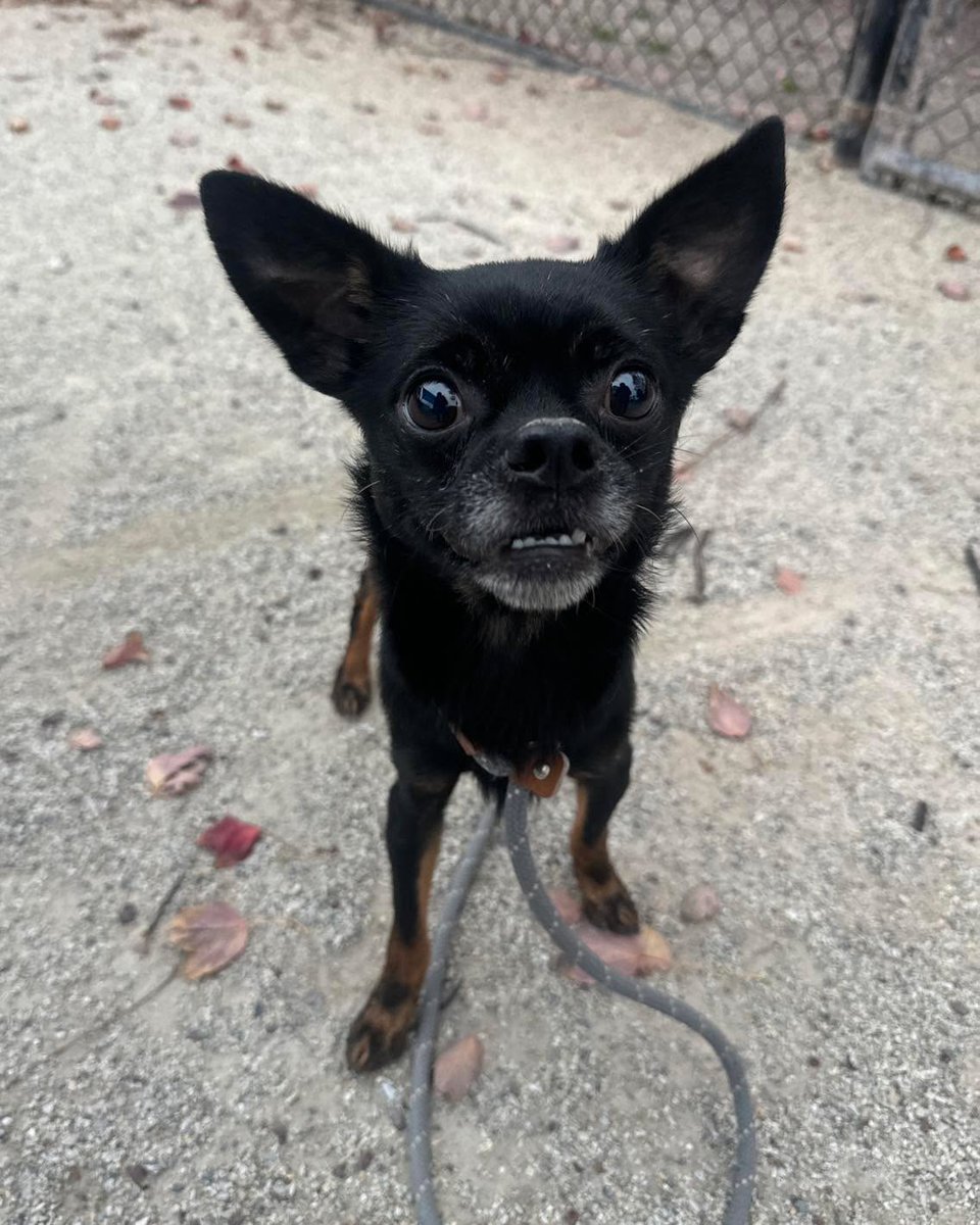 PSPCA's tweet image. Rody is here to let everyone know that we STILL have small dogs looking for homes

We’ve got a little bit of everything. Some are shy, while others are outgoing. Some are older, some are younger. Some are in the shelter, and some are relaxing in foster homes showing us exactly…
