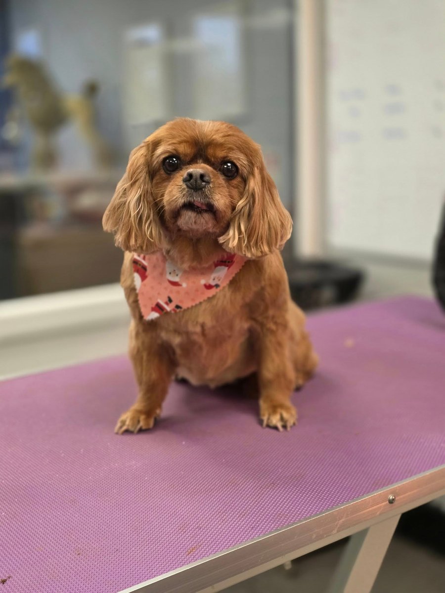 Lost In Puppyville tweet media