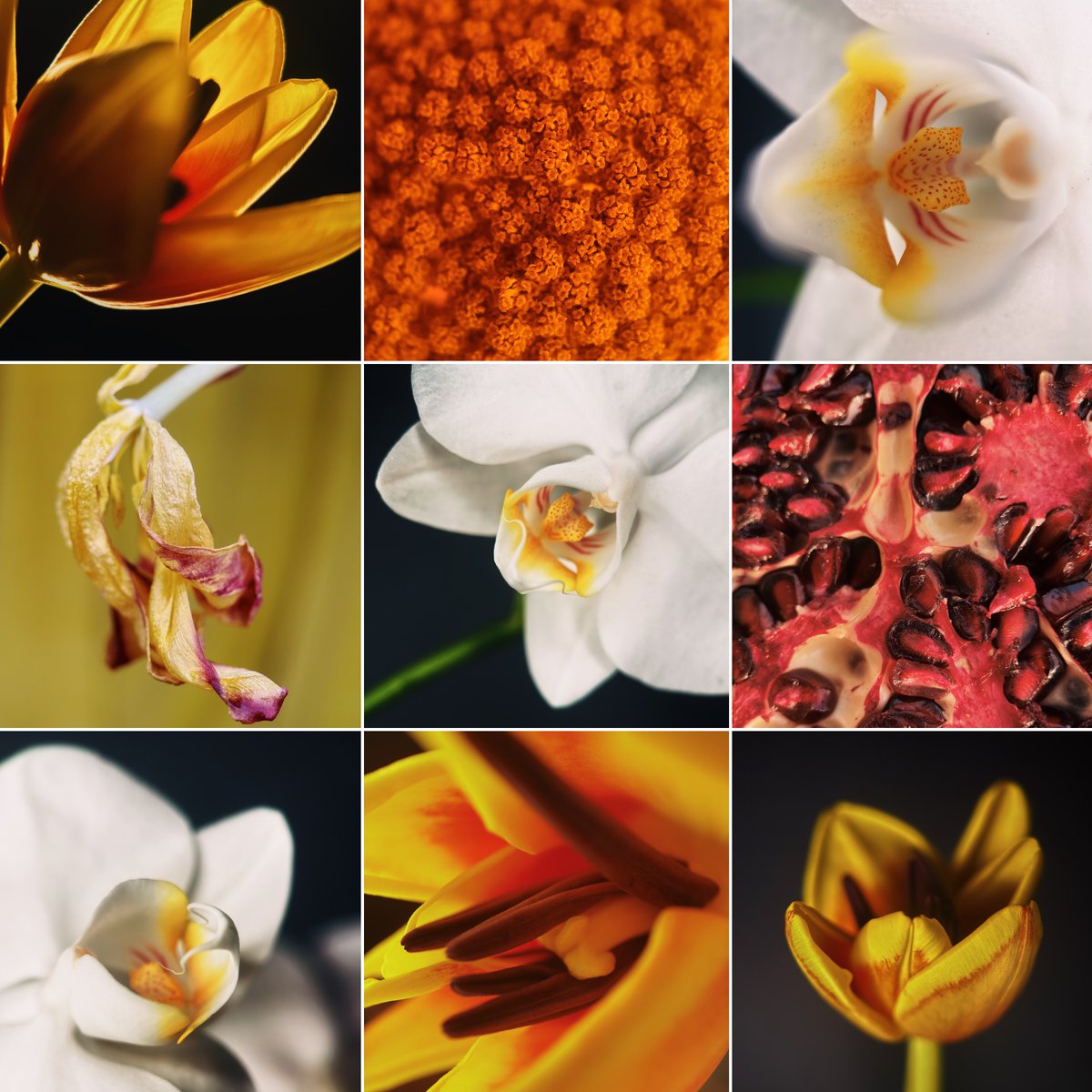 moment's tweet image. We made more Macros…. Introducing Macro II. 

More glass, sharper images, that same Macro wow.