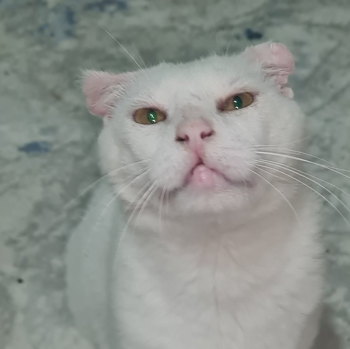 CWNH - Cats With No Hope Rescue tweet media