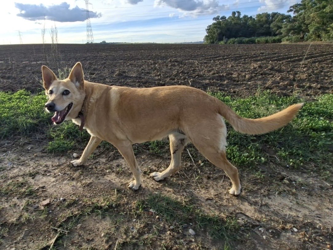 Compañera. 

#RetoFotográfico 324/365