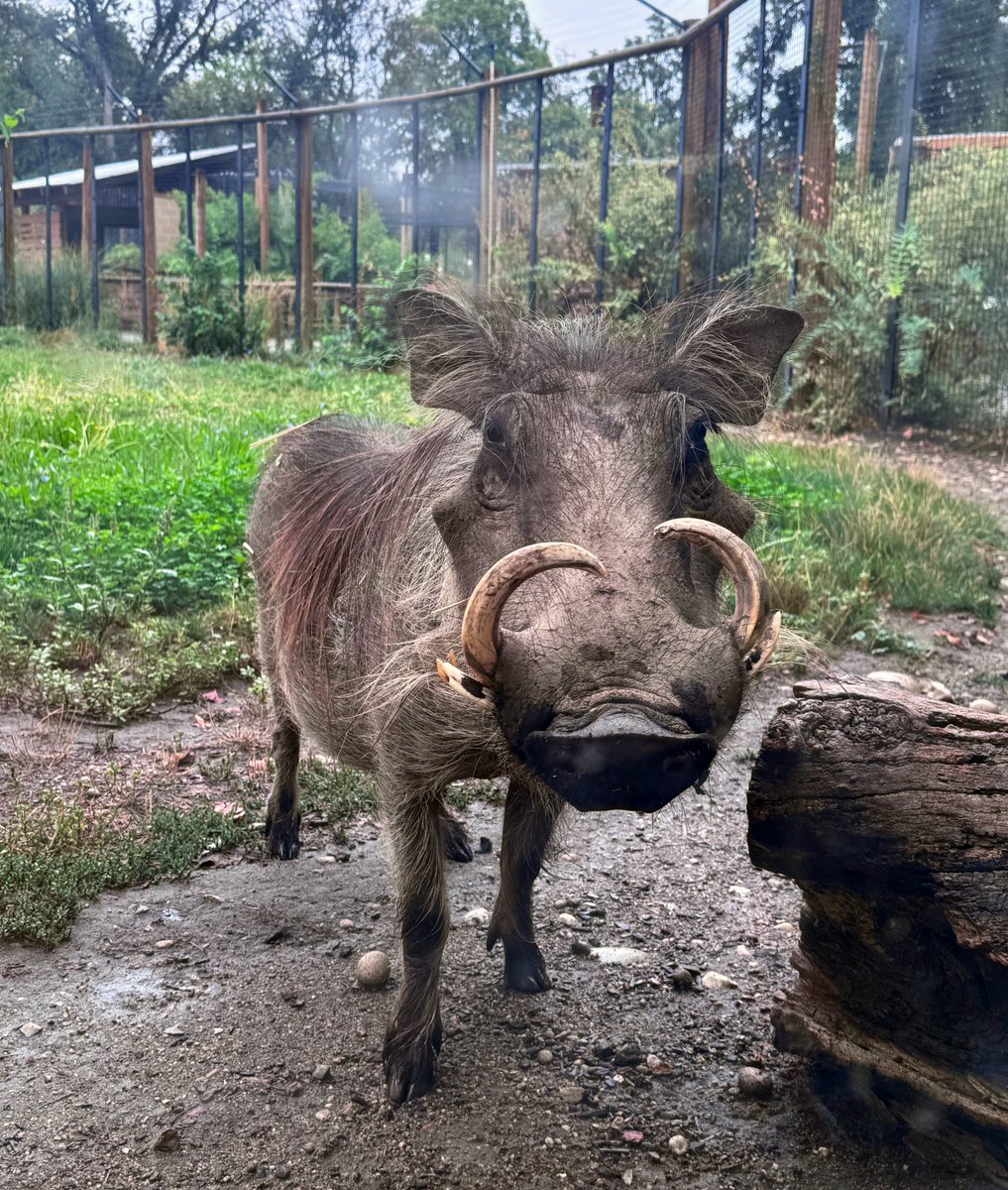 ZooBoise's tweet image. Today is $3 Thursday! All zoo admissions are only $3 each. We’re also offering free admission to EBT/SNAP cardholders (w/ ID) and up to three family members on Thursdays thru Feb 2026.

A great opportunity to explore the new Small Animal Kingdom and see your other fav. residents.