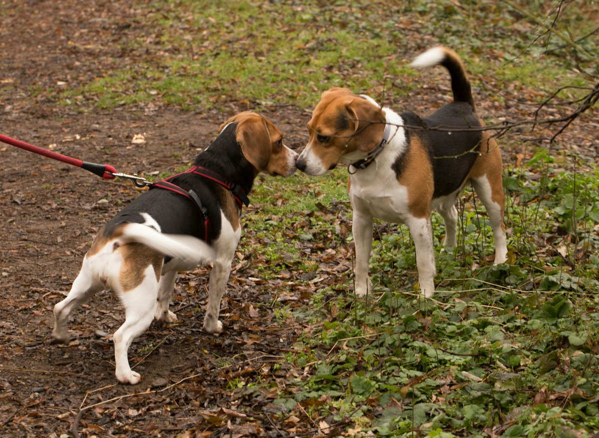 shopyourdogs's tweet photo. Every Thursday walk becomes an adventure… especially when your dog stops to sniff every single leaf.
#ThursdayWalks #SniffSquad #AdventurePup #DogLifeAdventures #NaturePaws #HappyDogTime #FurryExplorer #DogLovers
https://t.co/yccPOtDXPI https://t.co/OwCpINYyKP