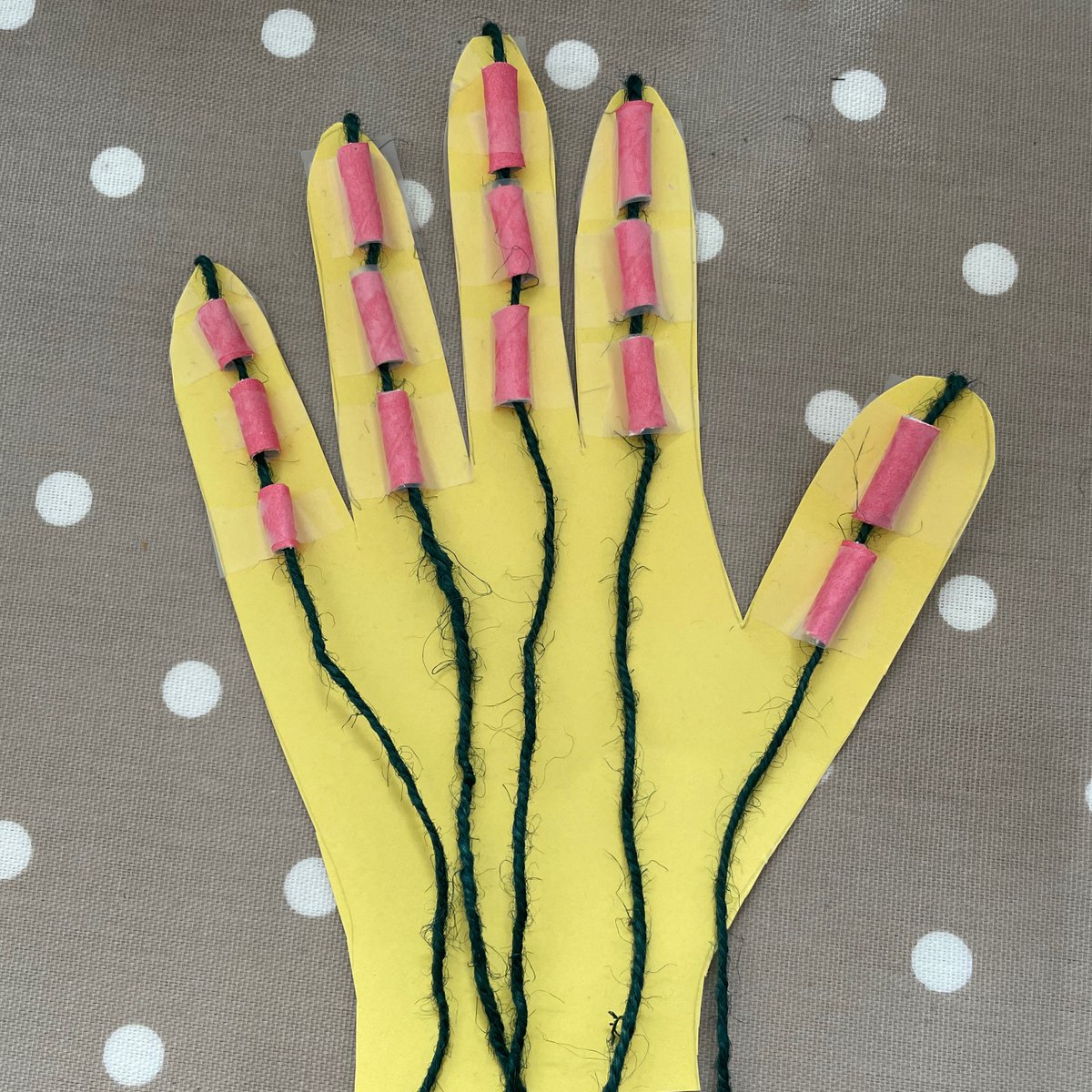 DrJoScience's tweet image. As part of a year 3 workshop on skeletons, muscles and bones today we made model hands, thinking about the joints and tendons too.
#PrimaryScience #Year3 #Skeletons #AnimalsIncludingHumans #HumanBody #ScienceIsEverywhere #BeCurious #InternationalSchools #DrJoScience