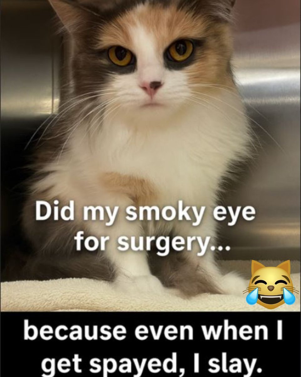 SNAPspayneuter's tweet image. Who Says You Can’t Be Glam at the Vet? 😻 

#DoTheSNAPThing #SNAPSanDiego #SpayAndNeuter #FixYourPet #ResponsiblePetOwner #CatSpay #SpayedAndSlaying #SmokyEyeQueen #SpayDay