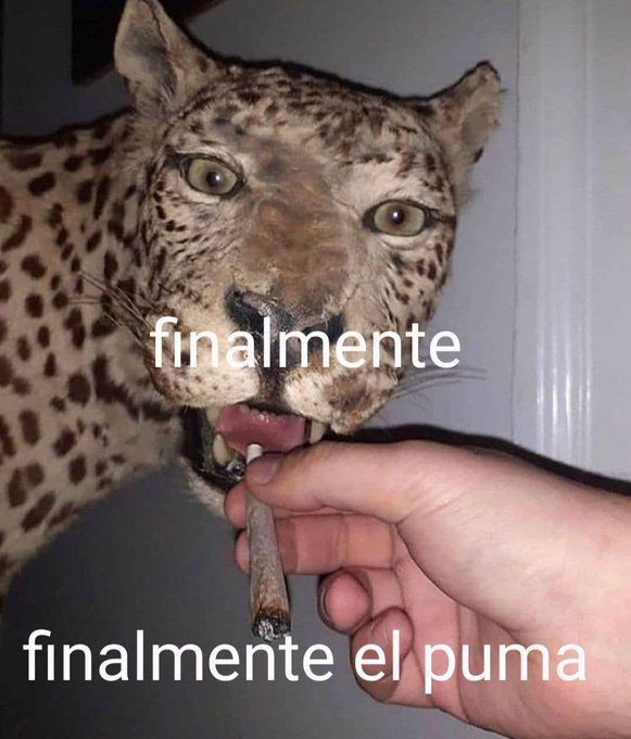 chincheto pirata somali (@wikipistacho) on Twitter photo 