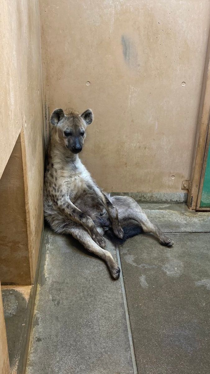 Piss Master tweet media