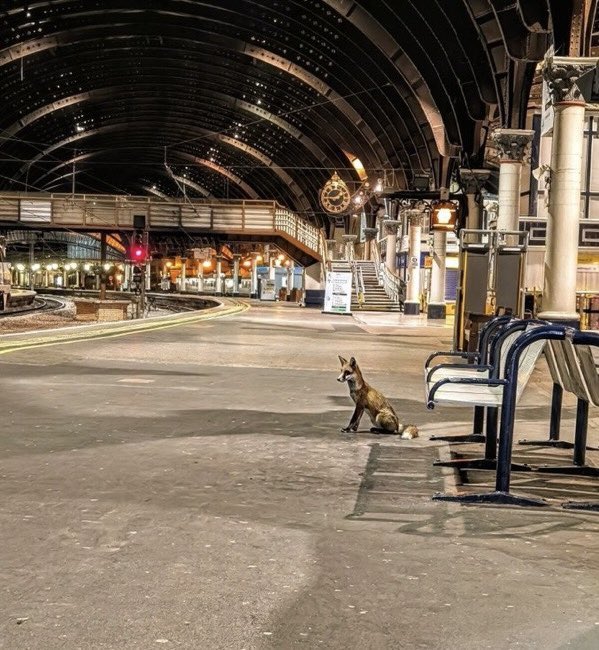Protect_Wldlife's tweet image. A very quiet York station at 01:45 in the morning.

Stay safe little one 🦊.

#FoxOfTheDay