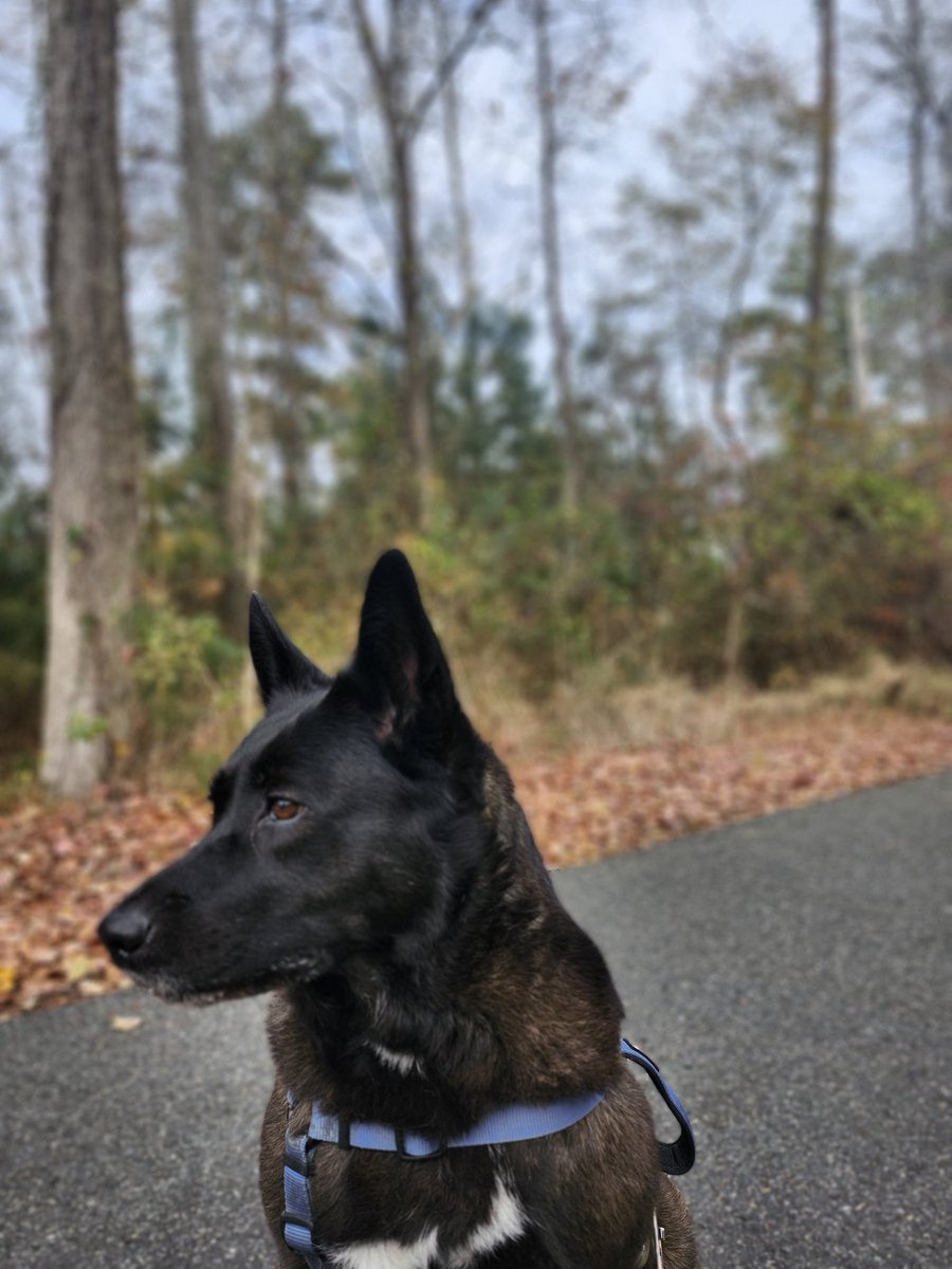 Holy cow im struggling today. On top of some other irl stuff, shadow decided to have an incident today on the trail.

Short One Piece TCG pack ripping stream, then im offline the rest of the day. 

See you in about 15ish 💜

Twitch.tv/ishieldmaiden