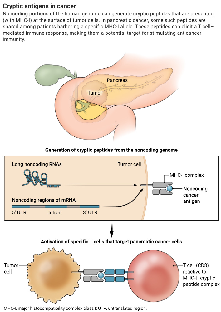 ScienceMagazine's tweet image. Pancreatic cancer cells express cryptic peptides shared across patients that may be therapeutic targets, according to research from earlier this year in Science.

Learn more in this #SciencePerspective on #WorldPancreaticCancerDay: scim.ag/4kgEKCH