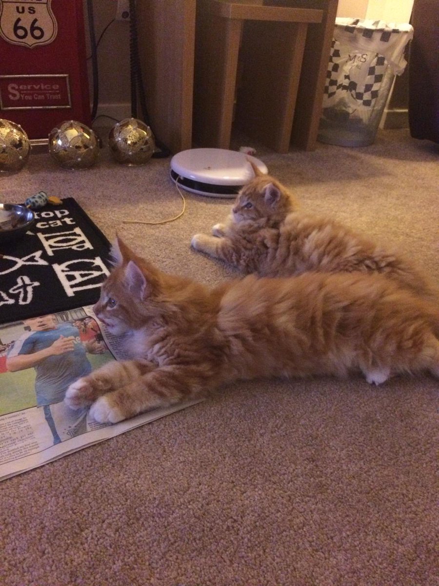 buddy_gizmo's tweet image. Two cute little lions on their first night at Casa Gingie! They owned the house and hearts from day one! 🧡🧡🦁🦁 #ThrowbackThursday #teamfloof #CatsOfTwitter
