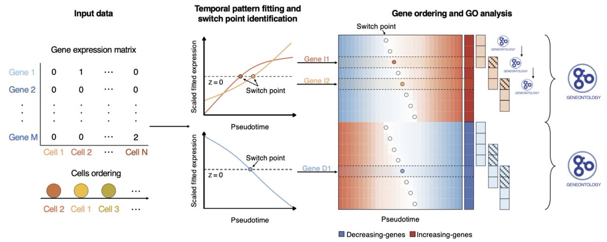 razoralign's tweet image. Pseudotimecascade visualizes gene expression cascade in pseudotime analysis biorxiv.org/content/10.110…