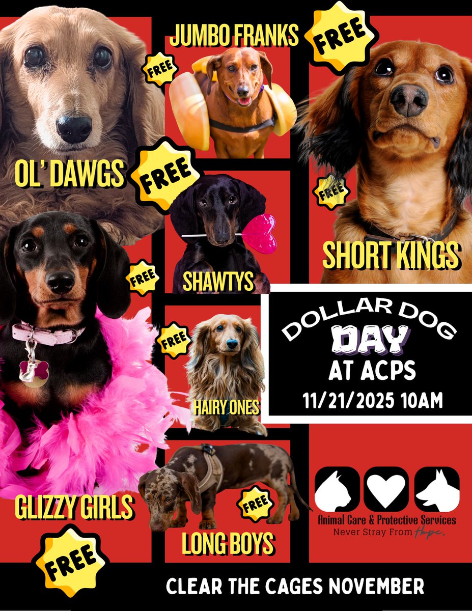 CityofJax's tweet image. Attention Dachshund lovers 🐾 Our @JaxACPS has some BIG news at 6PM tonight!  Follow their Facebook &amp;amp; Instagram pages to find out how to adopt one of these short kings that are long on love.

Go to jacksonville.gov/departments/ne… to see all the wonderful shelter pets waiting for a home.