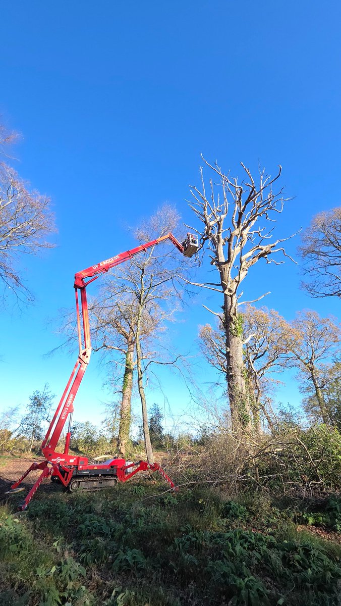 Kernow27's tweet image. Beautiful day for clearing some dangerous hangers and dead wood #TreeWork #MEWP