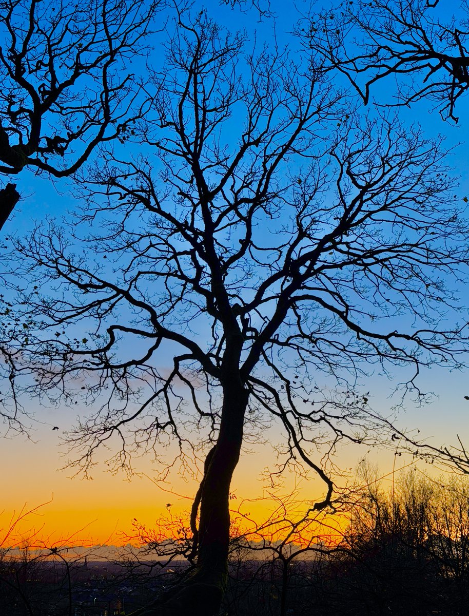 Taken this evening in Chesham Woods. We forget how beautiful trees are in the Winter, their branches etched into the skies.