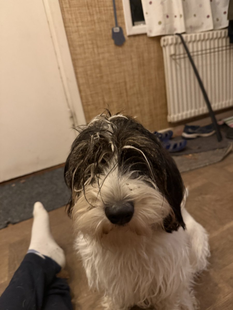 Moa Roos tweet media