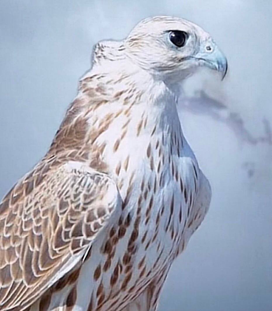 لكل مقام ( مقال ) ولكل موقف ( أفعال ) ولكل زمان ( رجال ) غيابي كثير وحضوري خطير .