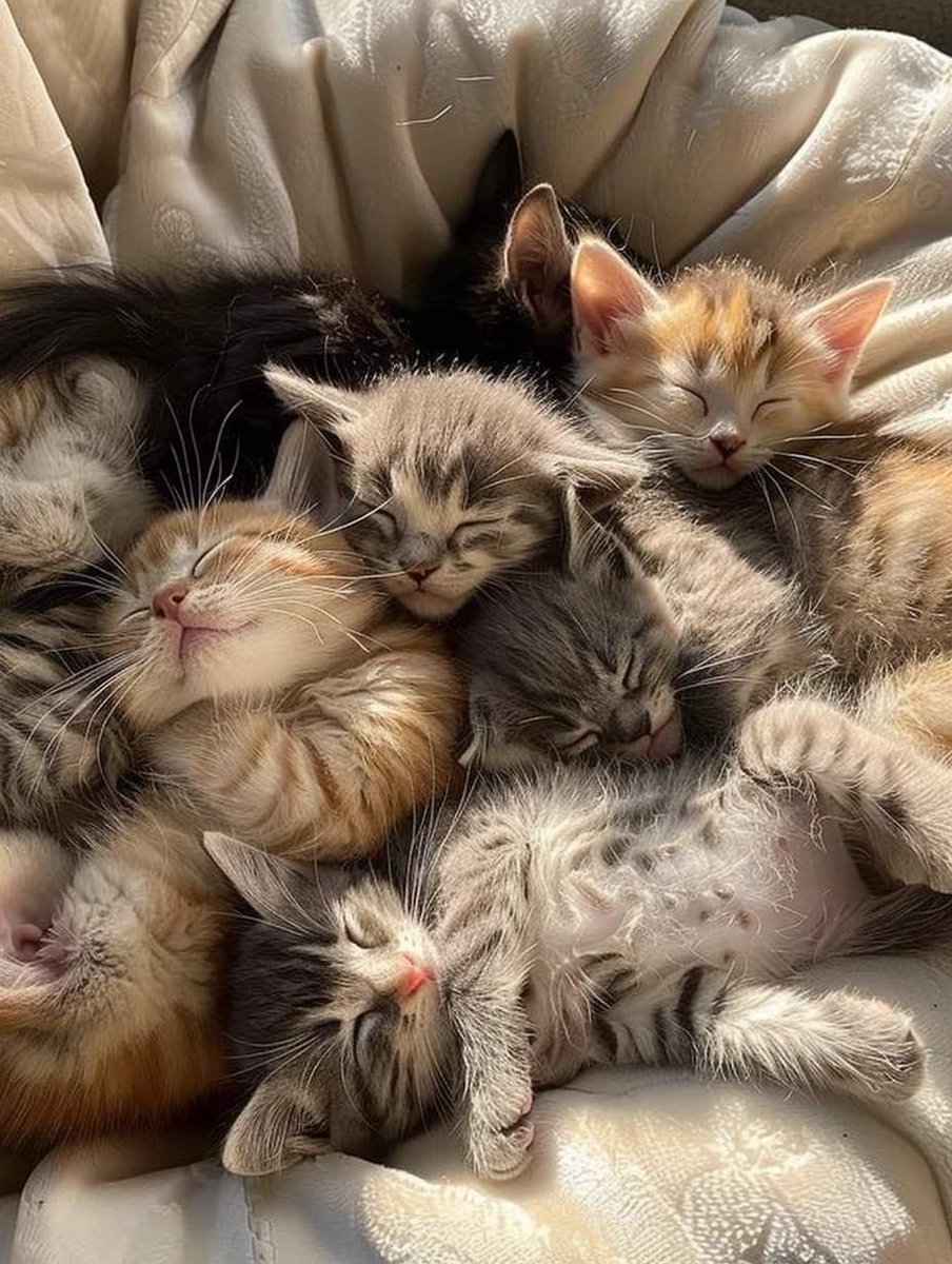 DojasMuse's tweet image. The Idol                   The fandom